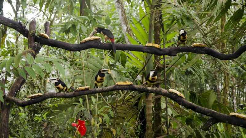 Los Bancos Mindo Ecuador